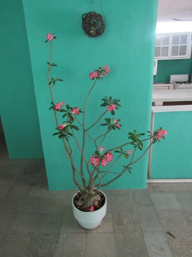 Pensionat Casa Flores Cancun Hotell Mexiko